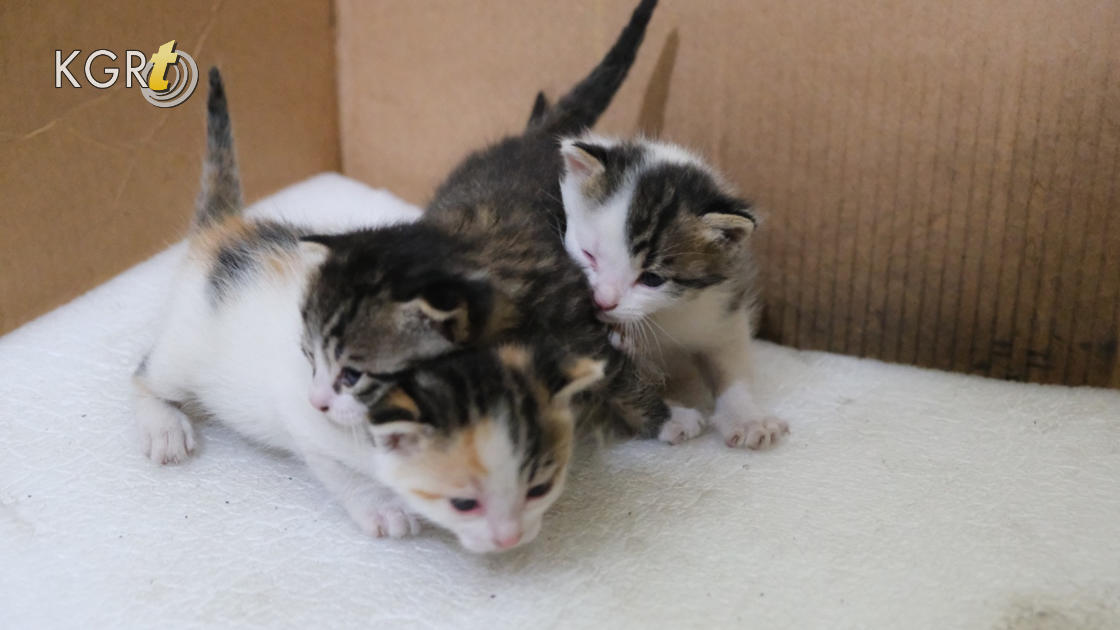 Karamanda Hamile Kedi Sanayide Dogum Yapti Isyeri Sahibi Yavrularina Gozu Gibi Bakiyor3