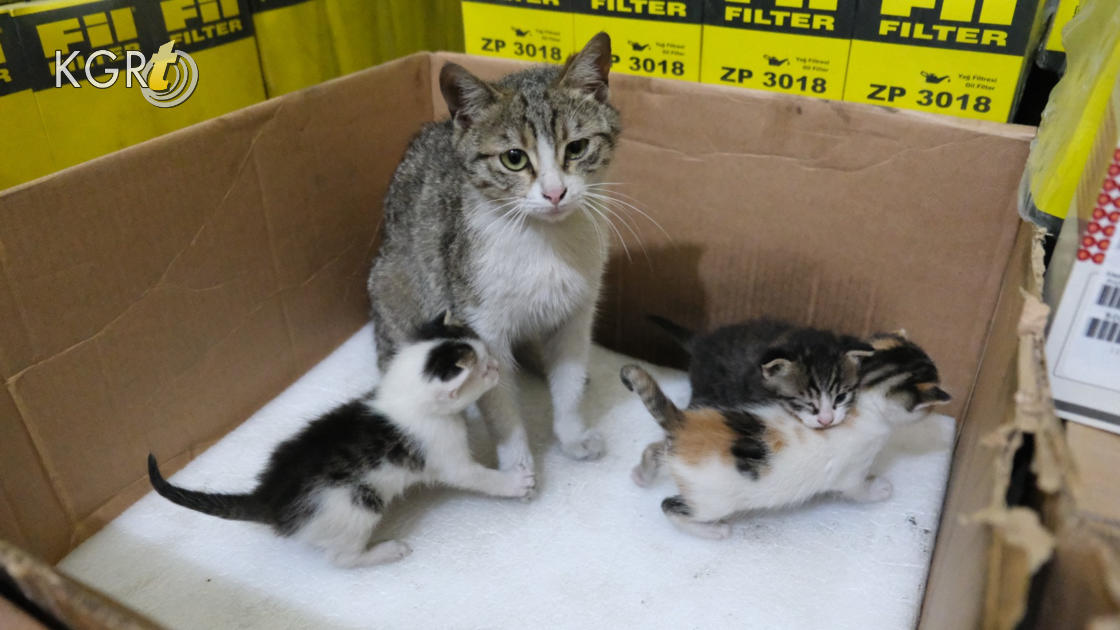 Karamanda Hamile Kedi Sanayide Dogum Yapti Isyeri Sahibi Yavrularina Gozu Gibi Bakiyor4