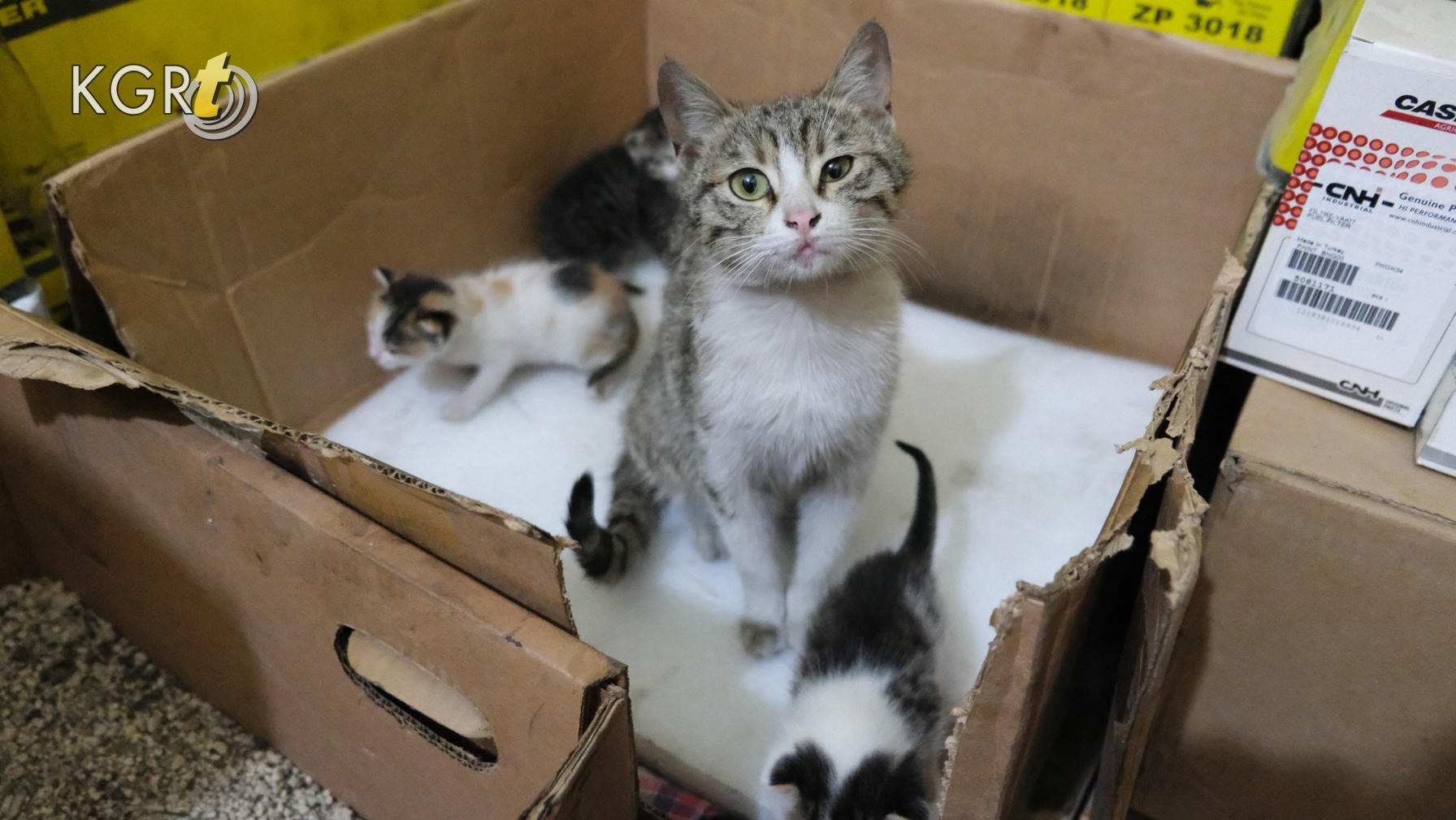 Karamanda Hamile Kedi Sanayide Dogum Yapti Isyeri Sahibi Yavrularina Gozu Gibi Bakiyor5