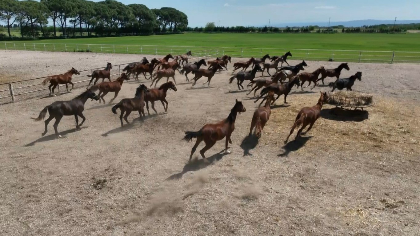 Servet Degerinde Milyonluk O Atlar (1)