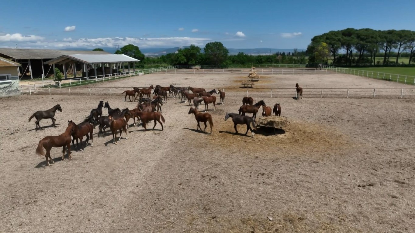 Servet Degerinde Milyonluk O Atlar (2)