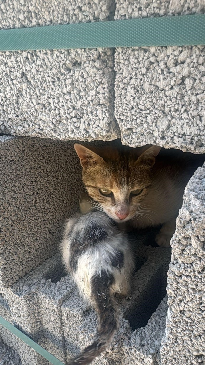 Uzerine Beton Dokulen Yavru Kedi Boyle Kurtarildi2