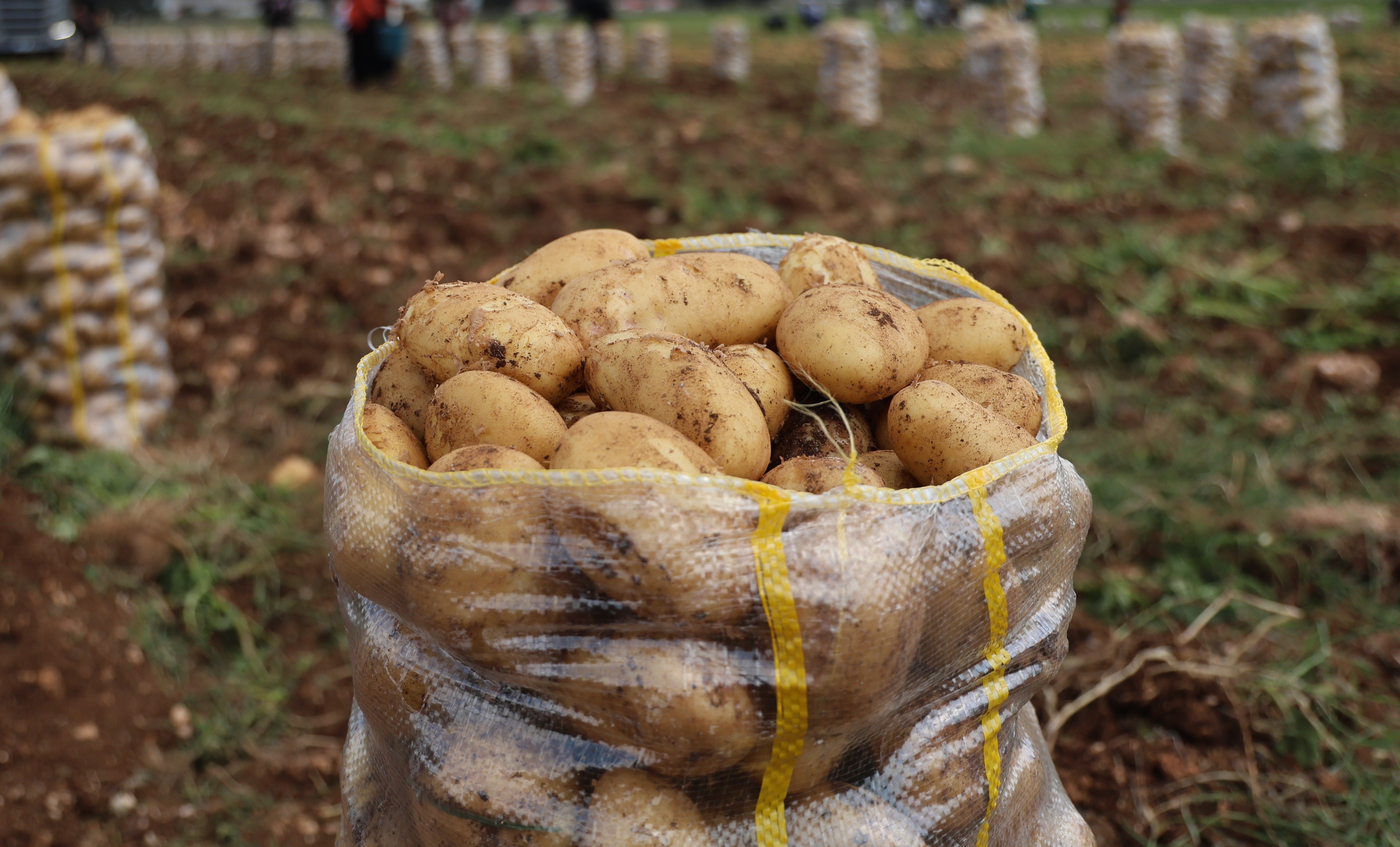 Yurt Disindan Gelen 2 Bin Ton Patates Viruslu Cikti (1)