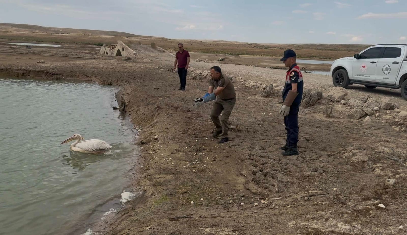 Jandarma Haydi Ekibi Tepeli Pelikanin Yardimina Kostu (4)