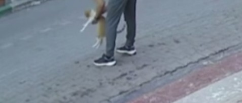 Kedi Heimlich Manevrasiyla Kurtarildi (1)