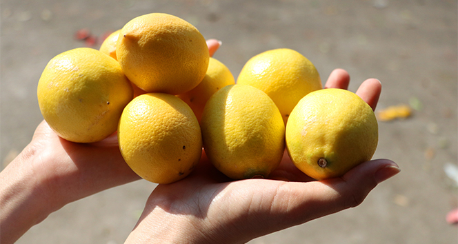 Limon Fiyatlari Uctu Tanesi 27 Lira (3)