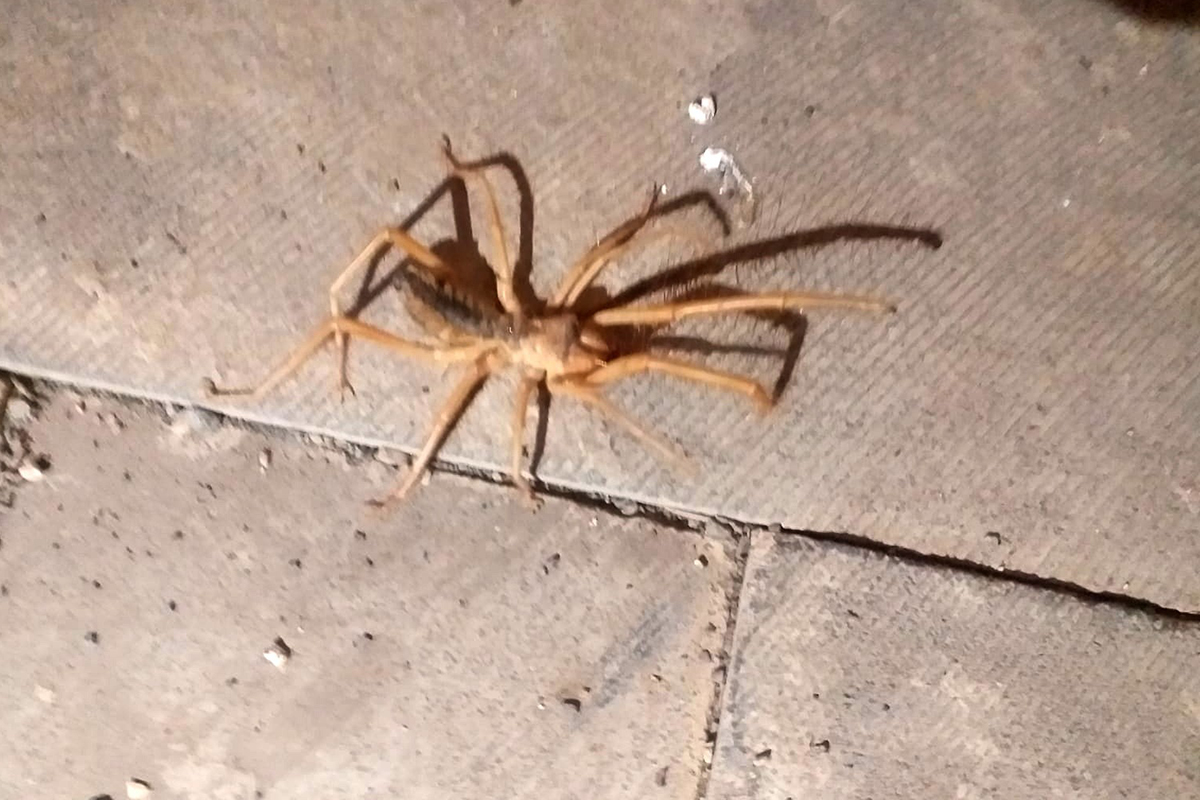 Turkiyede Ilk Kez Zehirli Etcil Sarikiz Orumcegi Goruldu (1)