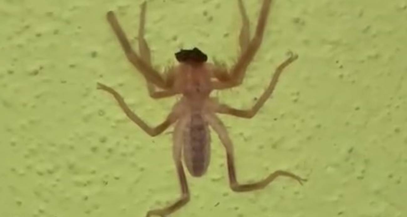 Turkiyede Ilk Kez Zehirli Etcil Sarikiz Orumcegi Goruldu (2)