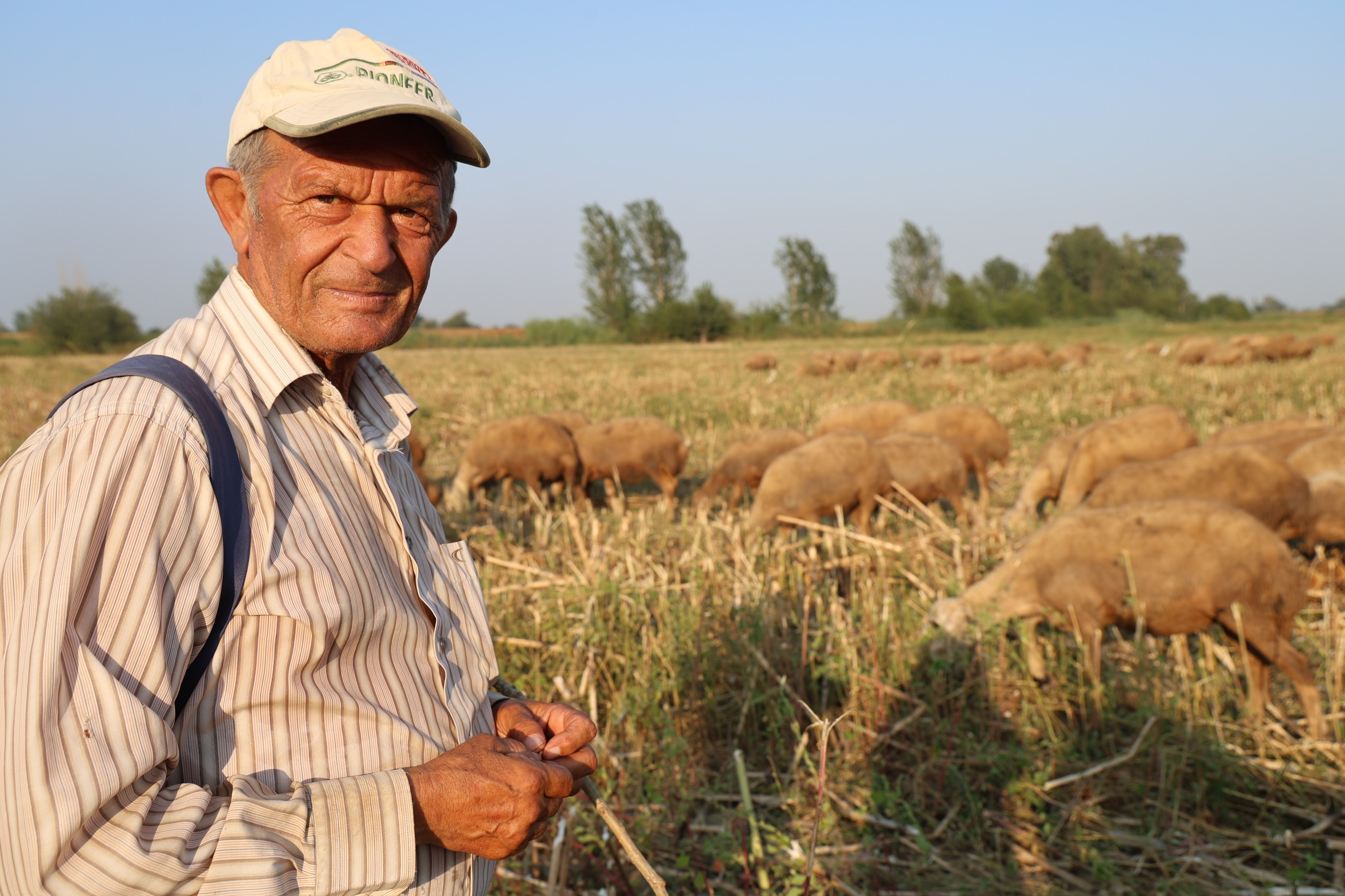 50 Derece Sicakta Hayvan Otlatiyorlar (1)