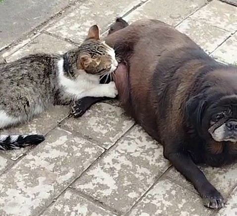 Gorenler Inanamadi Kopek Kediyi Emzirdi (1)