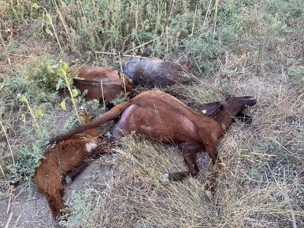 O Dereden Su Icen Yuzlerce Hayvan Telef Oldu2