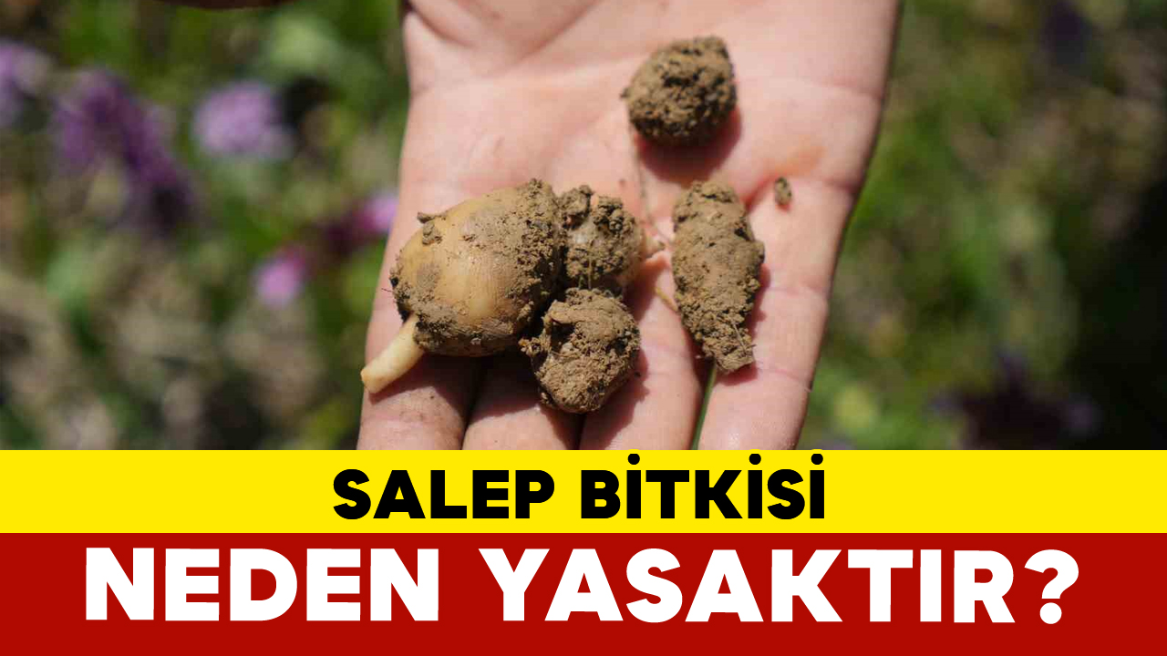 Salep Bitkisi Neden Yasaktir (1)