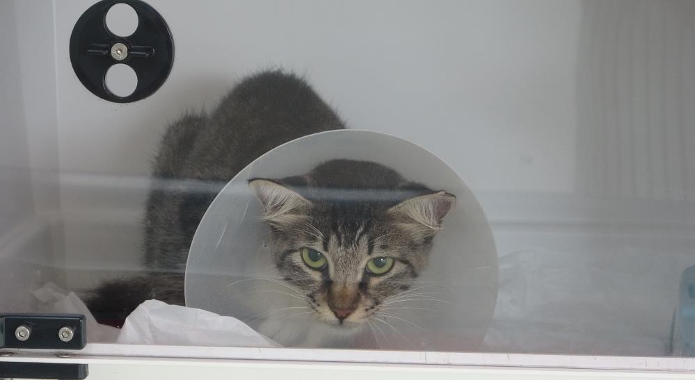 Sokak Kedisine Defalarca Tekme Atti Tutuklandi1