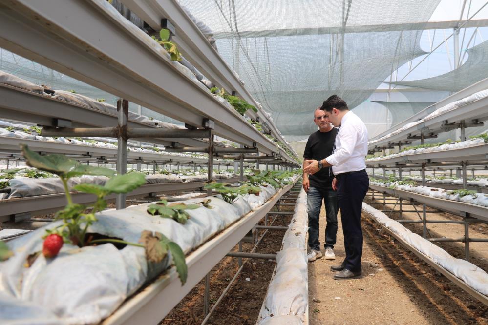 Topraksiz Yerde Dekarda 30 Bin Cilek Yetisiyor1