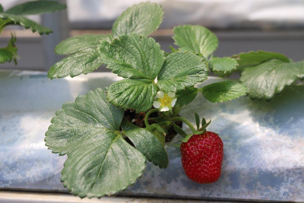 Topraksiz Yerde Dekarda 30 Bin Cilek Yetisiyor2
