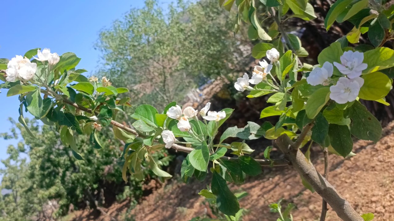 Agustos Ortasinda Elma Agaclari Yeniden Cicek Acti (1)