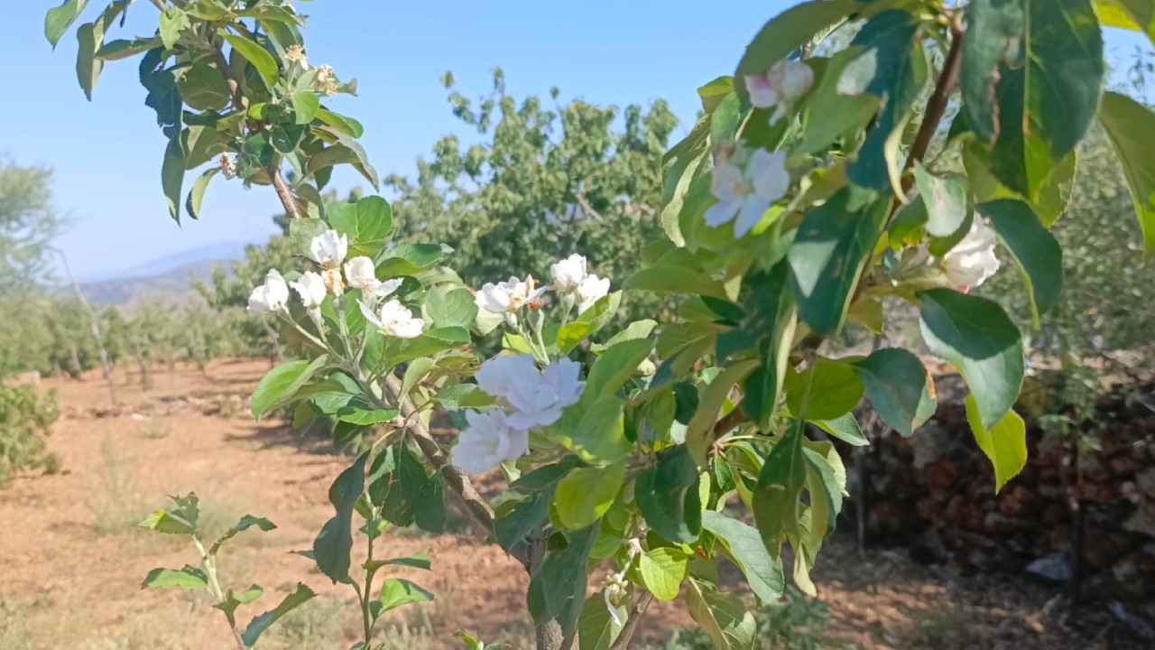 Agustos Ortasinda Elma Agaclari Yeniden Cicek Acti (2)