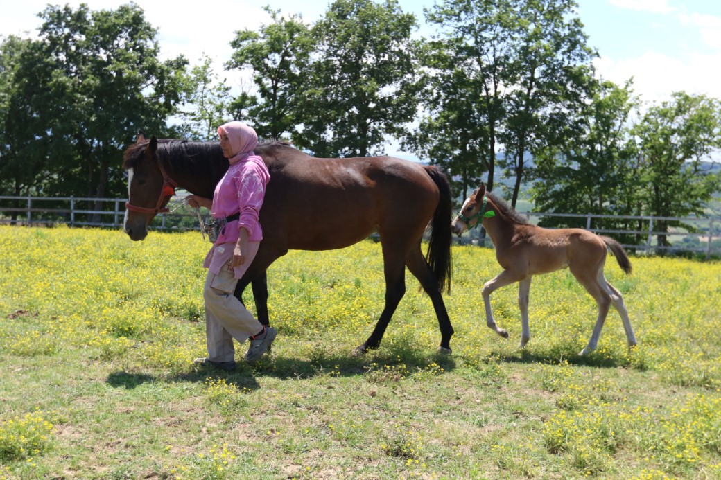 Milyonluk Yaris Atlarinin Taylarina Ozel Bakim1