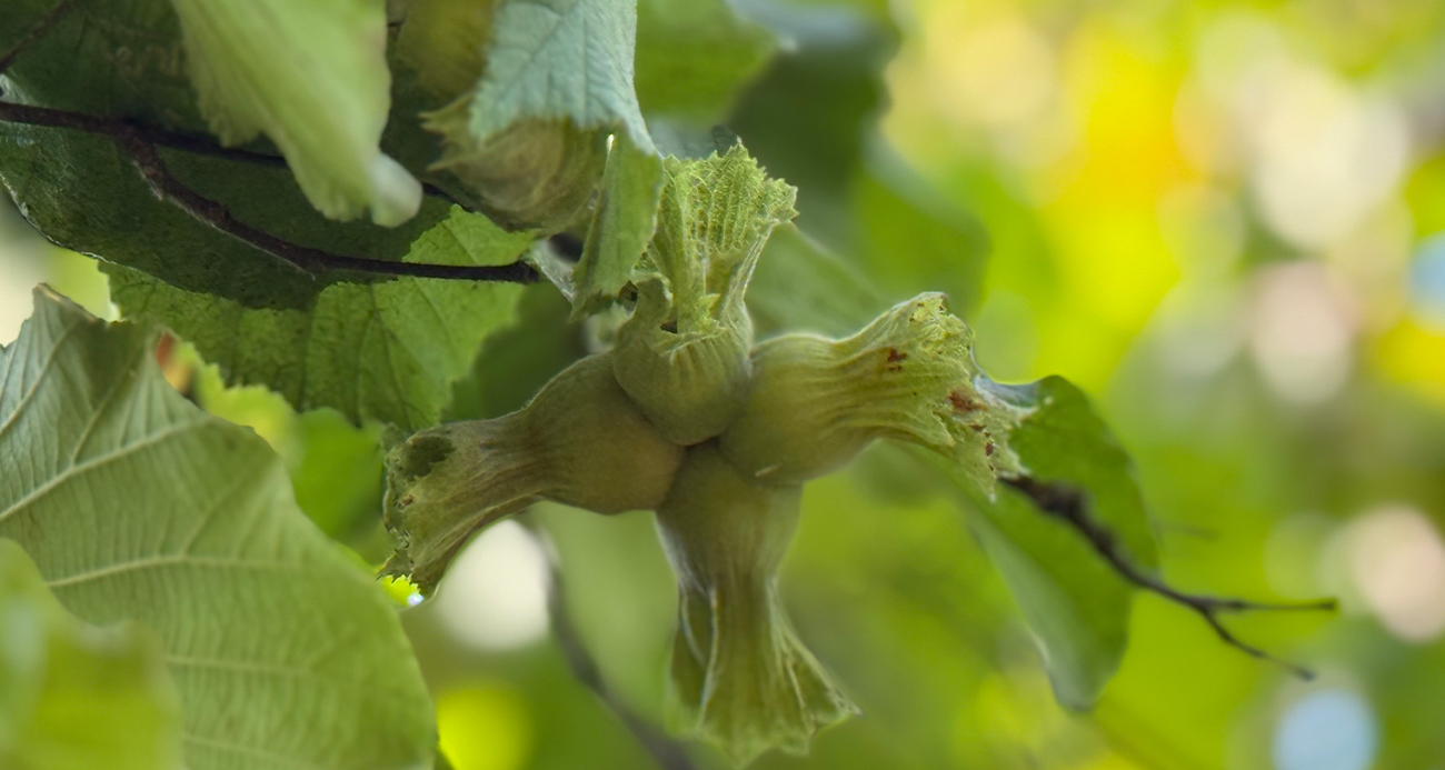 Tmo Findik Alim Fiyatlarini Acikladi1