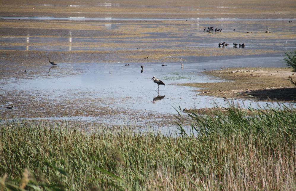 Turkiyenin En Buyuk Tatli Su Golunde Sular Cekildi3