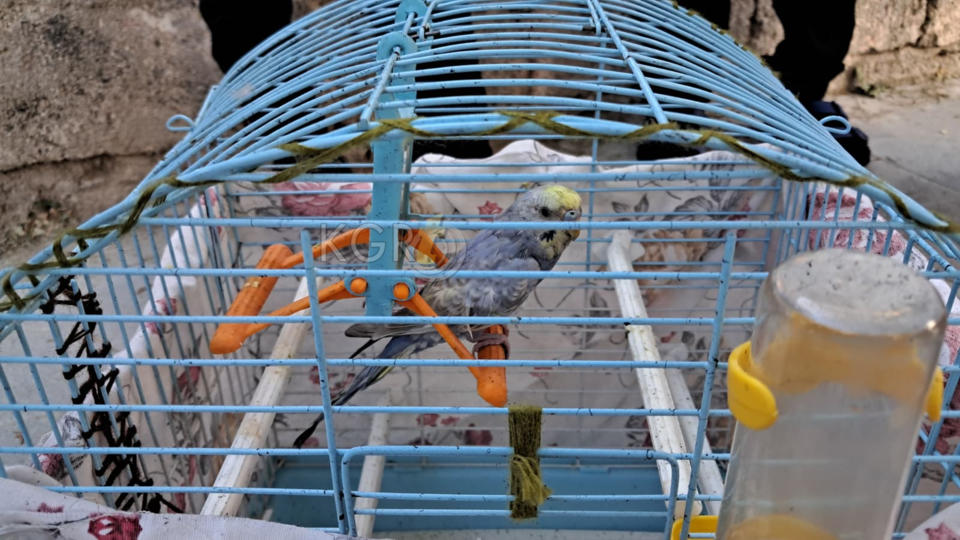 Yanan Eve Korkusuzca Girdi Kusunu Kurtardi3