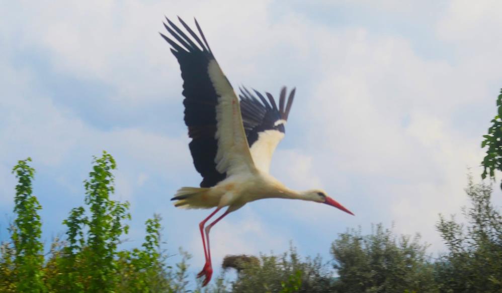 Bu Yil Ilk Defa Leylek Geldi1