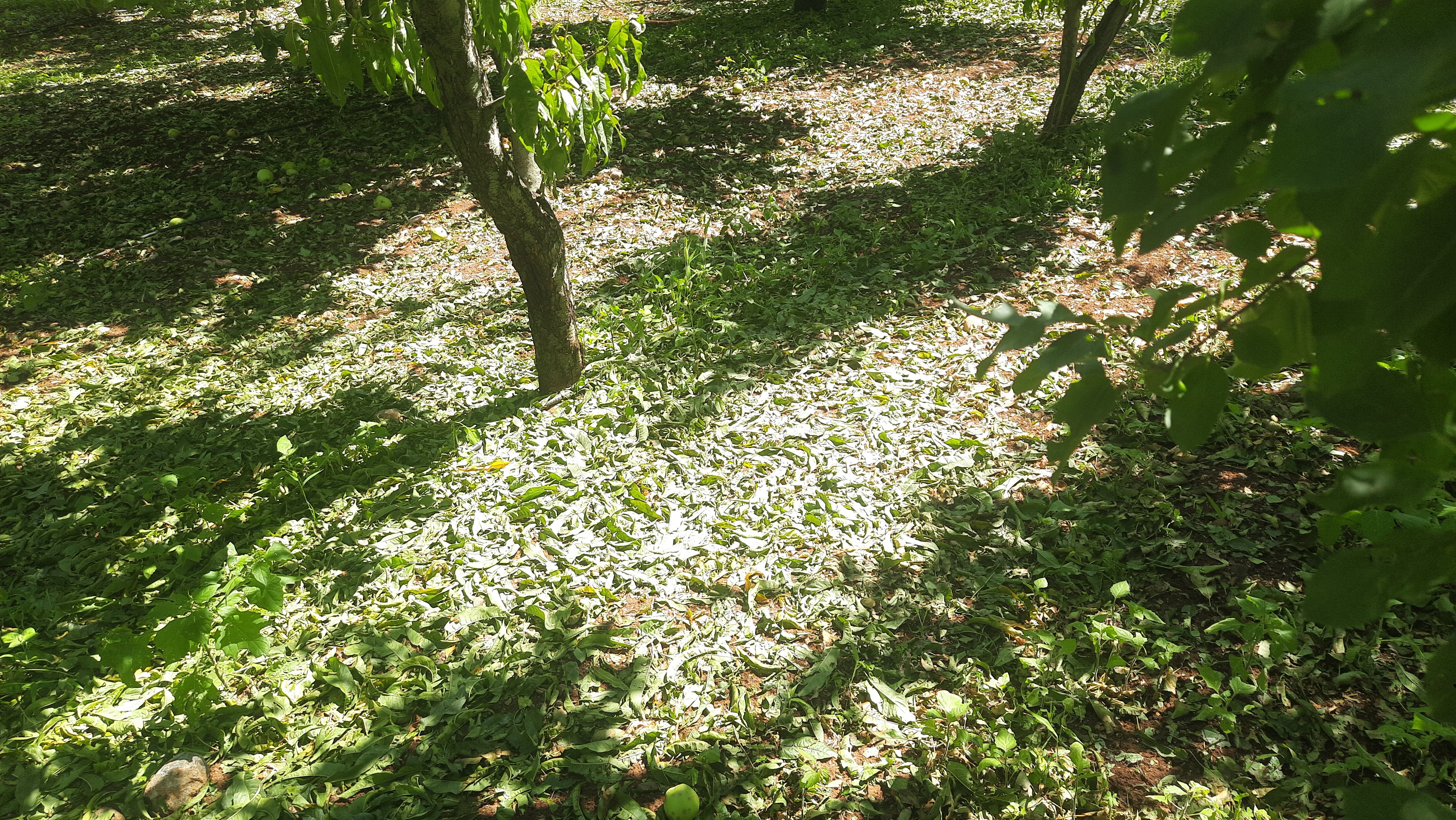 Dolu Etkili Oldu Bahcelerde Buyuk Zarar (2)