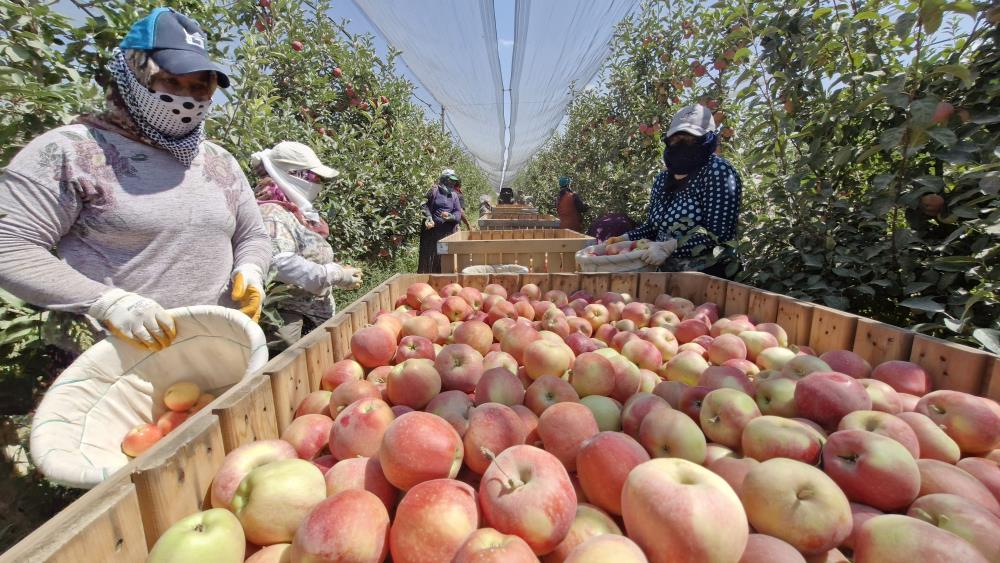Don Vurmustu Elma Hasadi Buruk Basladi1