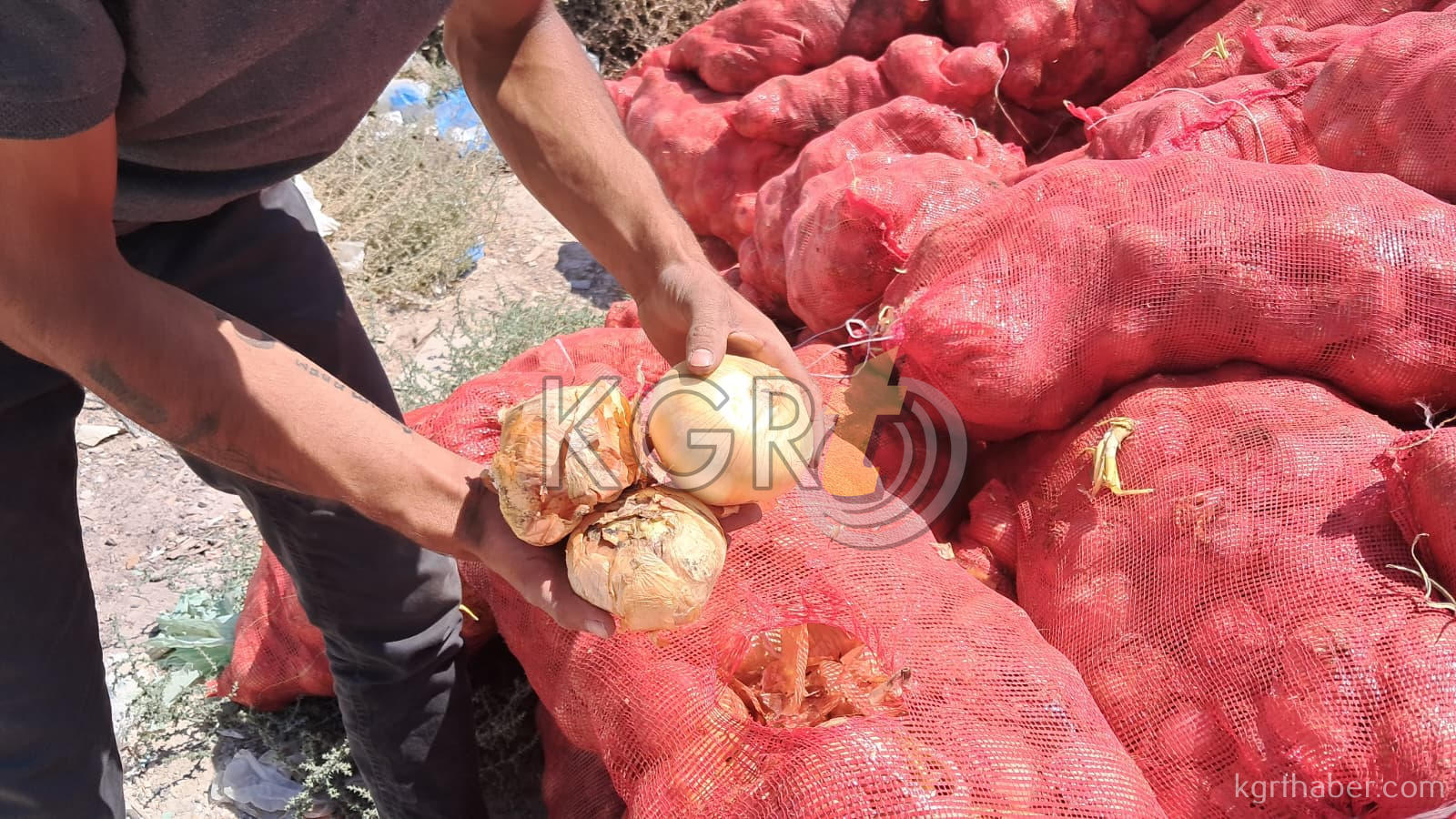 Karamanda Bos Araziye Tonlarca Sogan Doktuler10