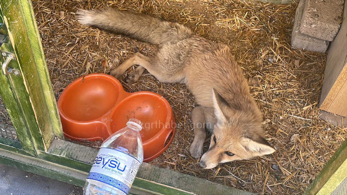 Karamanda Tilkiye Araba Carpti Yarali Yavru Tilki Koruma Altina Alindi0