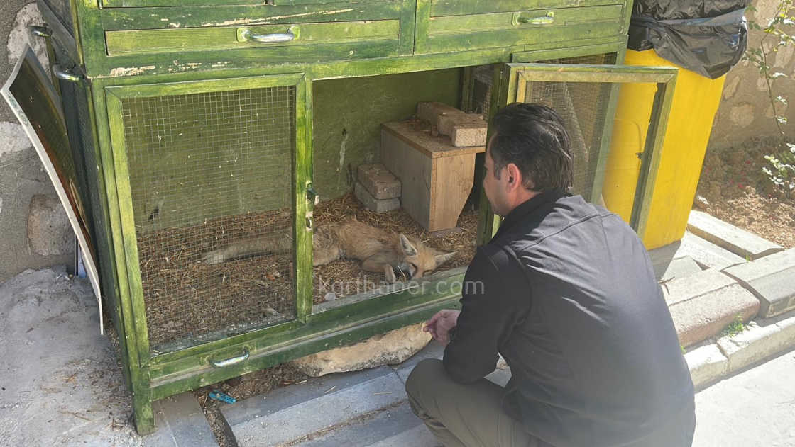 Karamanda Tilkiye Araba Carpti Yarali Yavru Tilki Koruma Altina Alindi1