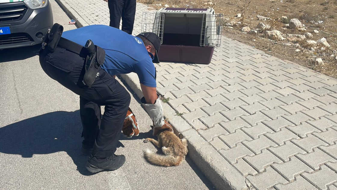 Karamanda Tilkiye Araba Carpti Yarali Yavru Tilki Koruma Altina Alindi10