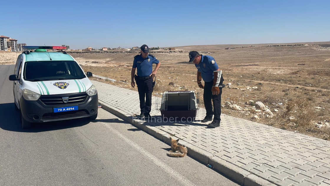 Karamanda Tilkiye Araba Carpti Yarali Yavru Tilki Koruma Altina Alindi11