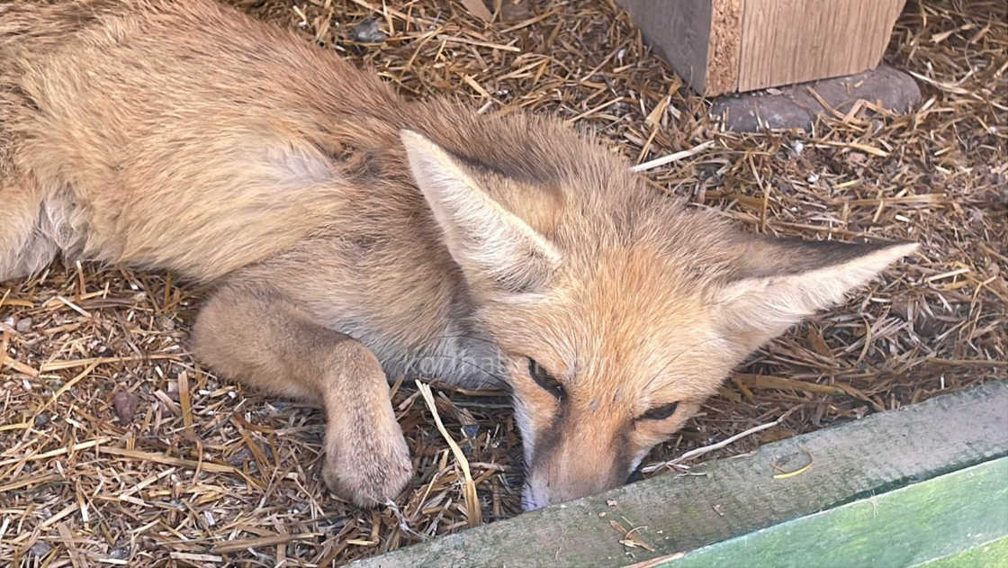 Karamanda Tilkiye Araba Carpti Yarali Yavru Tilki Koruma Altina Alindi2
