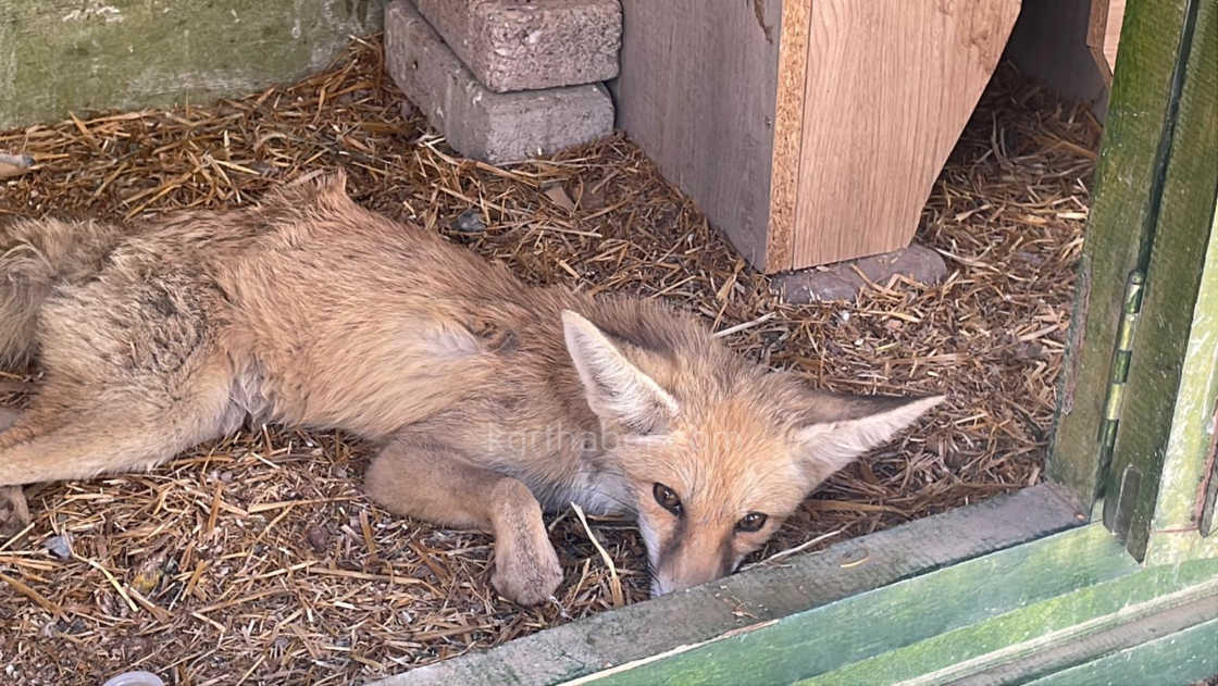Karamanda Tilkiye Araba Carpti Yarali Yavru Tilki Koruma Altina Alindi3