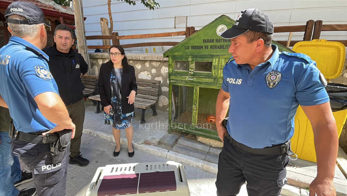 Karamanda Tilkiye Araba Carpti Yarali Yavru Tilki Koruma Altina Alindi4