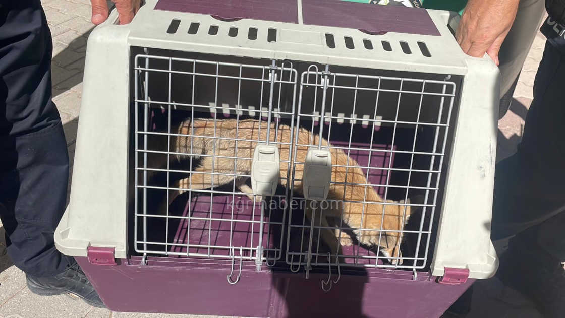 Karamanda Tilkiye Araba Carpti Yarali Yavru Tilki Koruma Altina Alindi5
