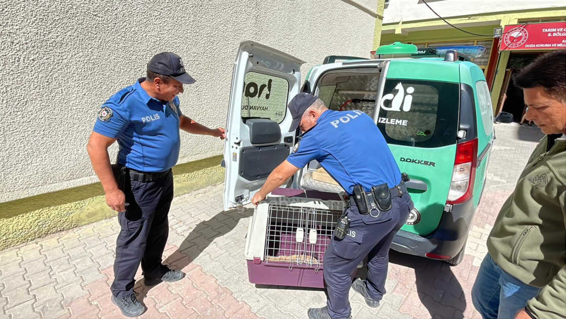 Karamanda Tilkiye Araba Carpti Yarali Yavru Tilki Koruma Altina Alindi6