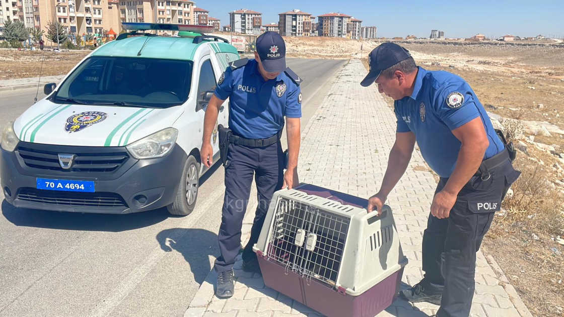 Karamanda Tilkiye Araba Carpti Yarali Yavru Tilki Koruma Altina Alindi7