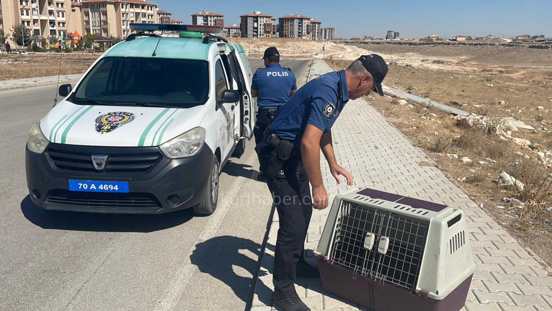 Karamanda Tilkiye Araba Carpti Yarali Yavru Tilki Koruma Altina Alindi8