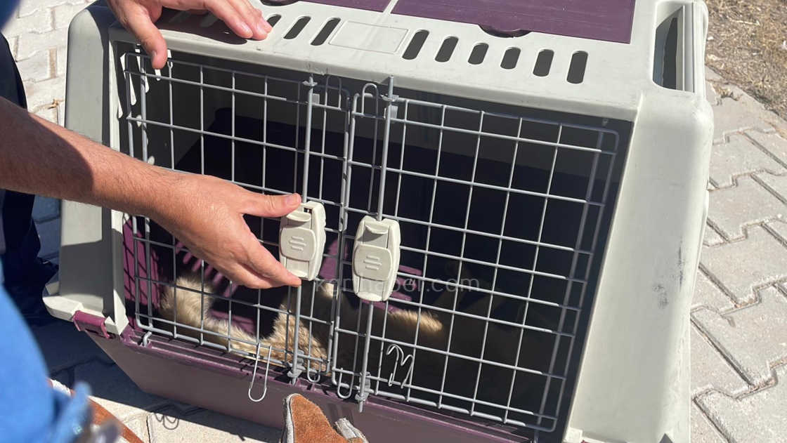 Karamanda Tilkiye Araba Carpti Yarali Yavru Tilki Koruma Altina Alindi9