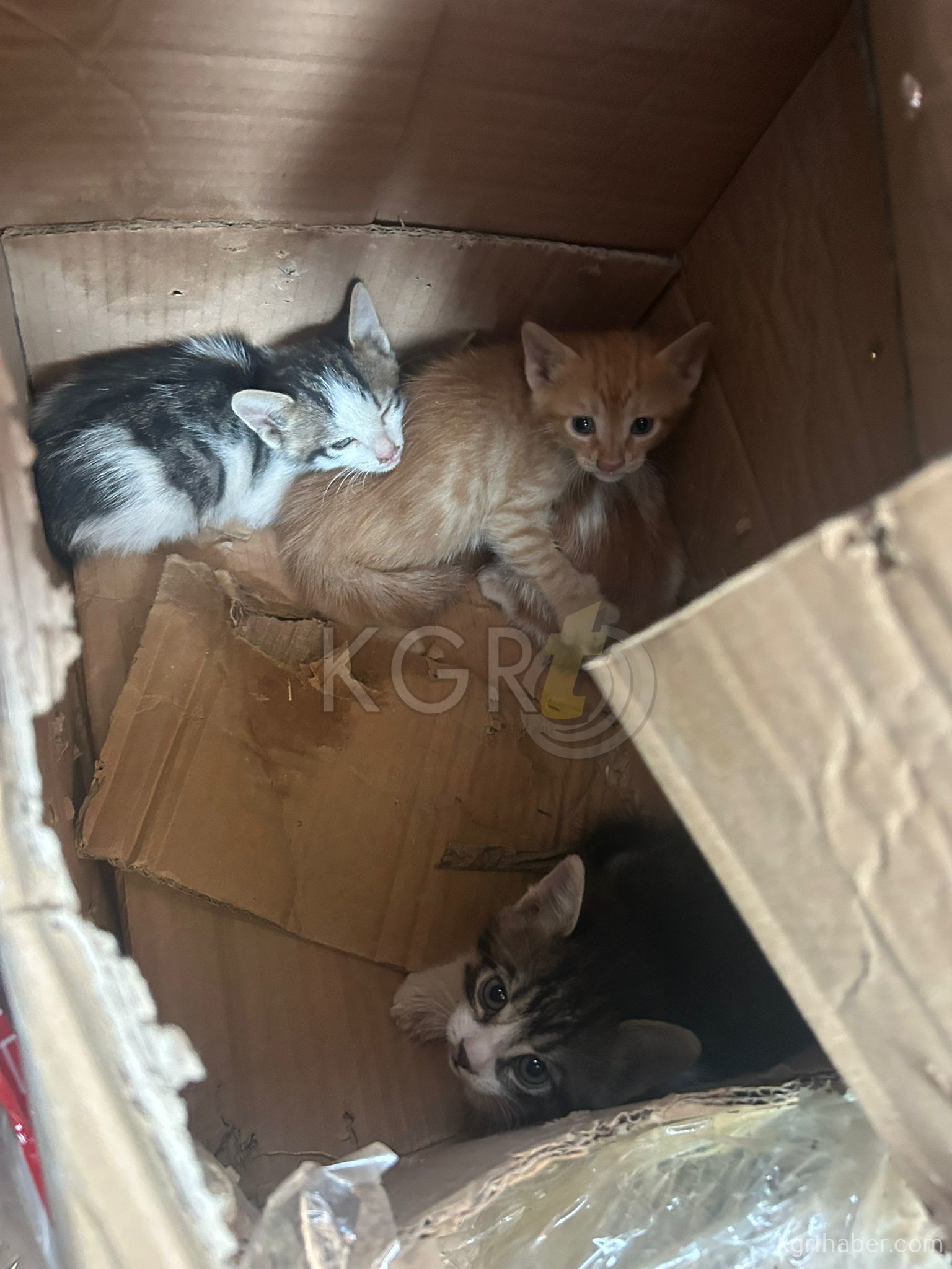 Karamanda Transit Tarlaya Takla Atti 1 Yarali3