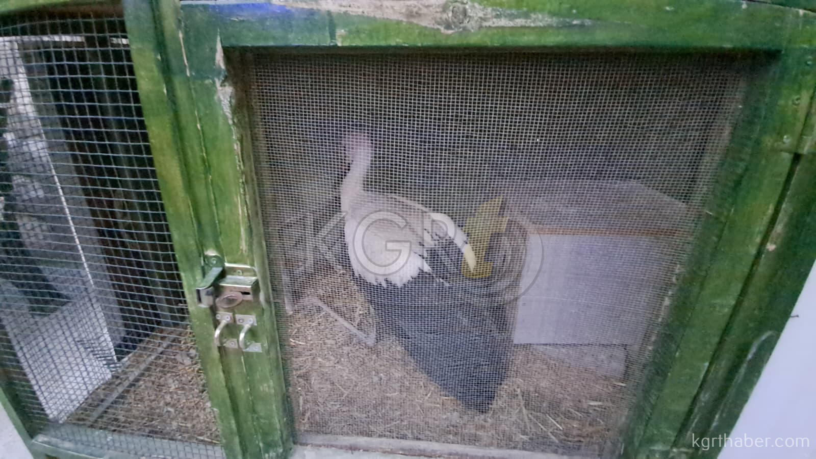 Karamanda Yarali Leylegin Imdadina Haydi Ekibi Yetisti1