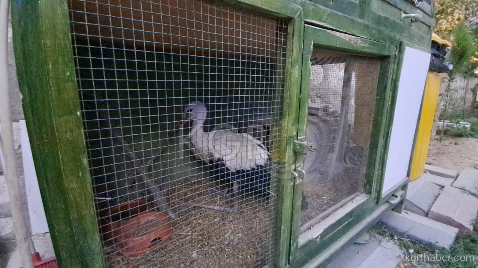 Karamanda Yarali Leylegin Imdadina Haydi Ekibi Yetisti2