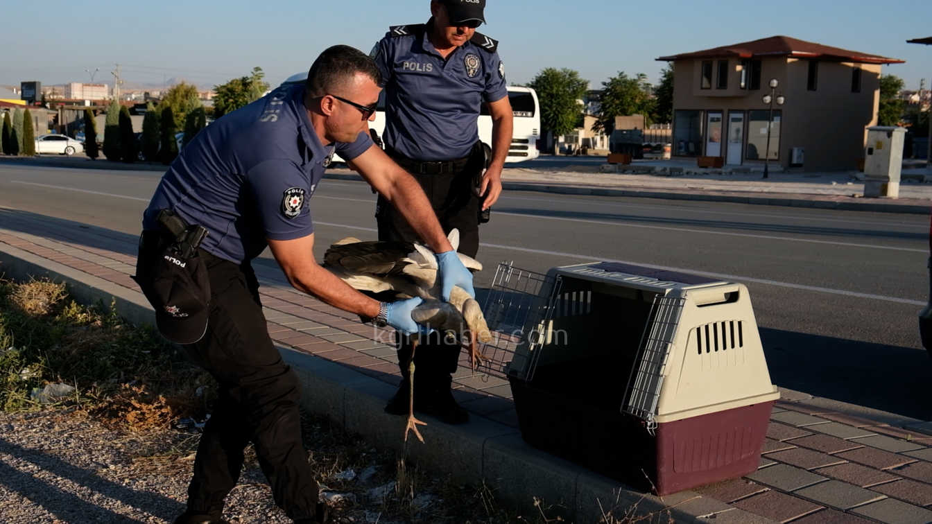 Karamanda Yarali Leylek Koruma Altina Alindi2