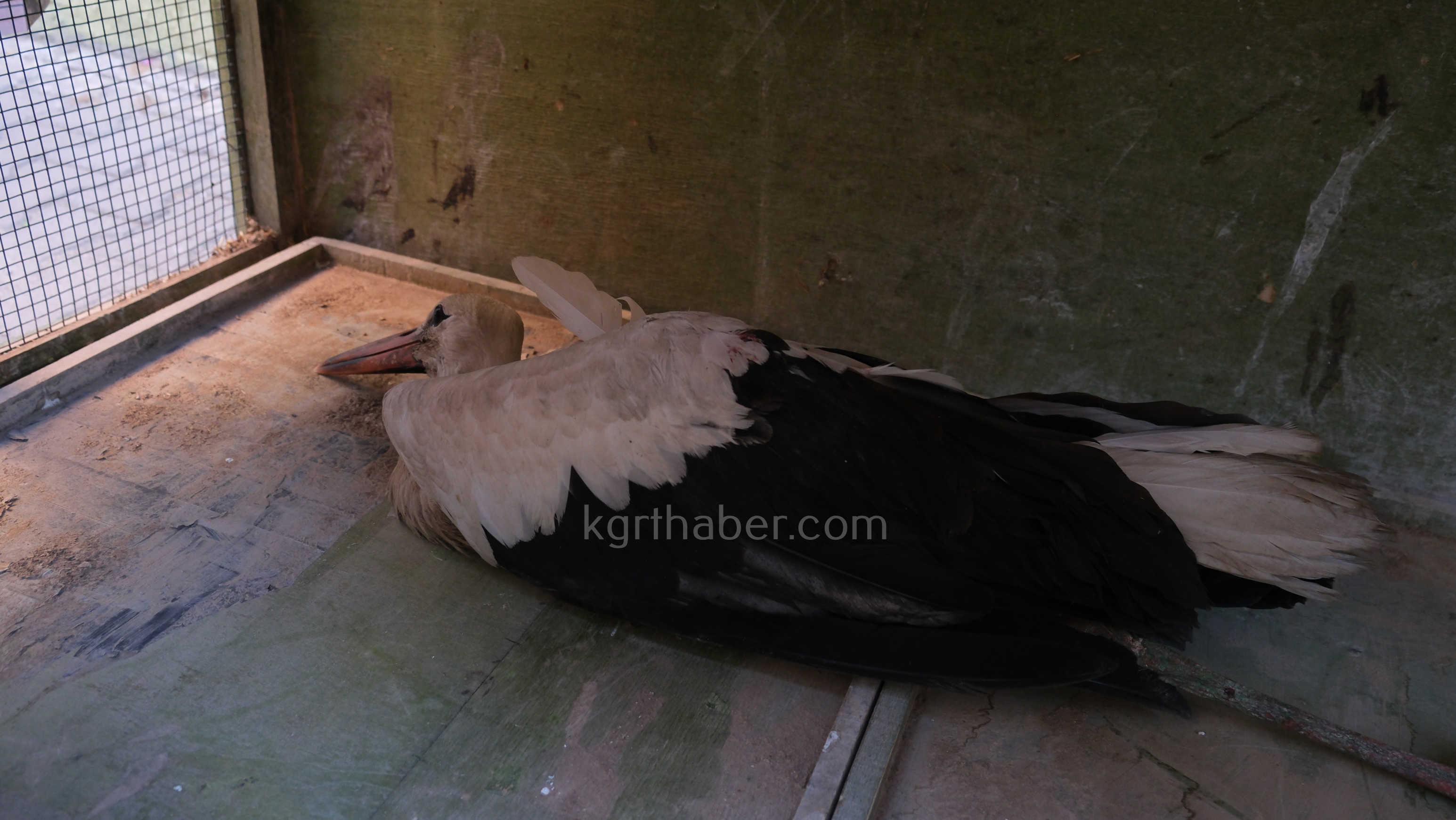 Karamanda Yarali Leylek Koruma Altina Alindi6