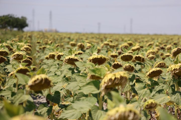 Kiralik Tarla Uygulamasinda Dolandiricilik Uyarisi (2)