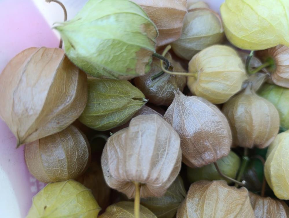 Altin Cilek Yogun Ilgi Goruyor1