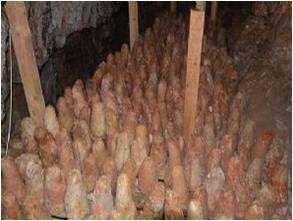 Divle Obruk Peynirinin Ozellikleri Nelerdir (4)