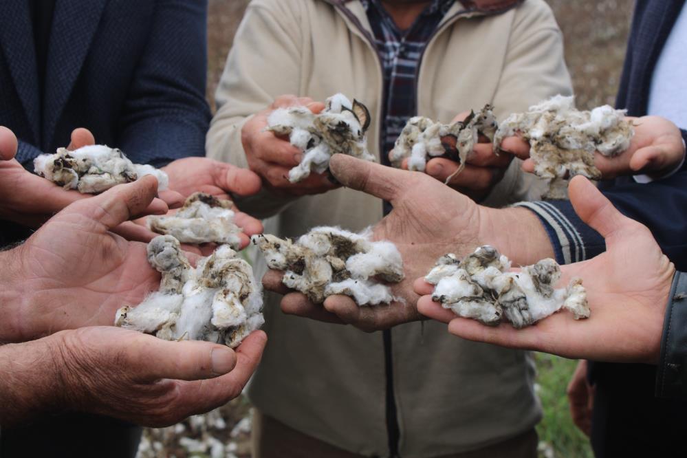 Dolu Bu Sefer Pamuk Tarlasini Vurdu1